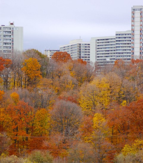 many trees in the foreground. a few have lost all their leaves while others still have yellow, orange, and rust coloured autumn leaves. Four large high rise apartment buildings are in the background. 