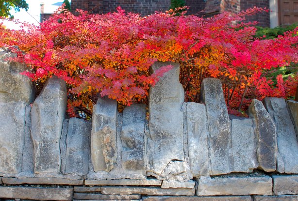stone fence with a row of vertical stones across the top. peaking over the top of the stone wall is a shrub with bright red and orange leaves, great autumn colours. 