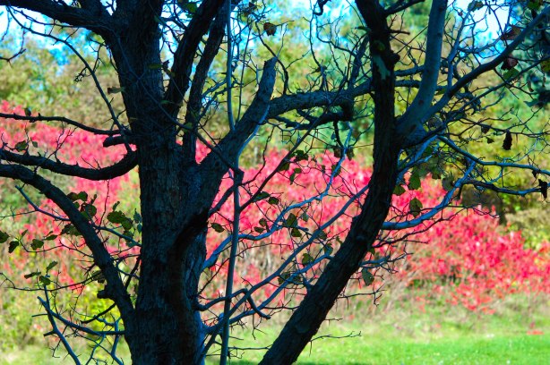 a black silhouette of a tree with no leaves, with a row of pink leaves on sumach trees in the background,