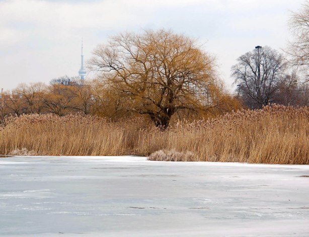 a frozen pond, brown reeds and grass, a couple of trees with no leaves, and the CN tower in the background.  