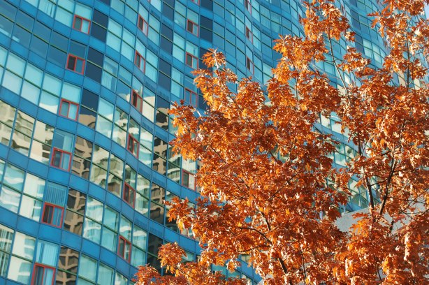 rusty brown leaves on a young tree in the foreground, the bluish condo building on Queens Quay behind it, some reflections of autumn colours in the windows of the condo building. 