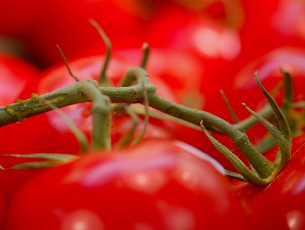 ripe red tomatoes for sale.  They are still attached to their stems.