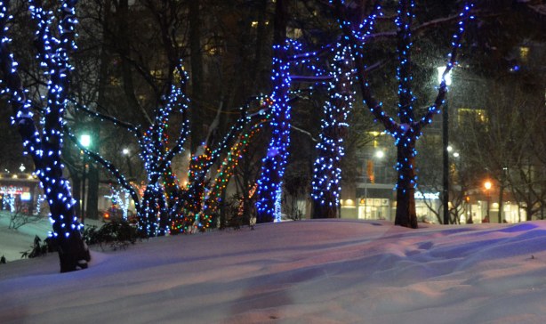 Six trees with their trunks wrapped in strands of Christmas lights. There is a fresh, deep layer of snow on the ground.