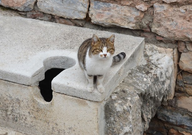 Cat, Efes Turkey, amongst the ruins