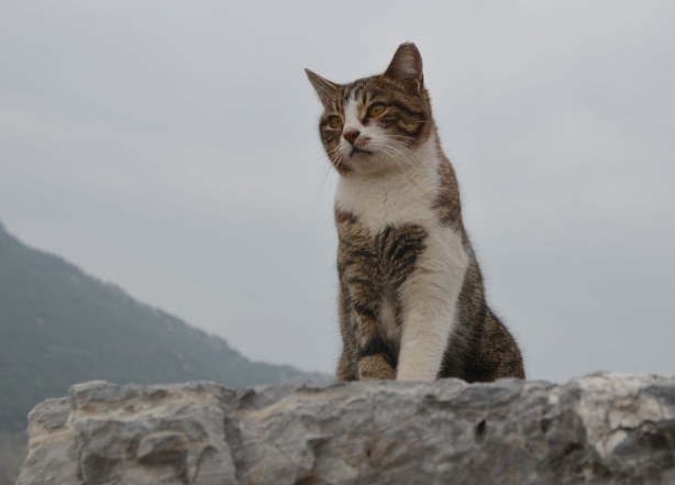 Cat, Efes Turkey, amongst the ruins
