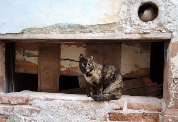 blog_turkey_alleycat