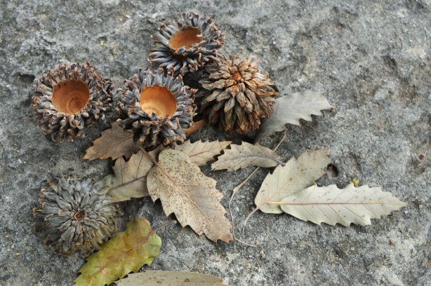 Four acorn caps on a rock with some oak leaves.