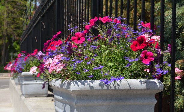flower boxes with dark pink petunias.
