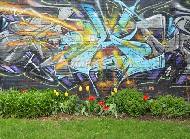 Tulips and other spring plants starting to grow in front of a wall that has been painted with graffiti