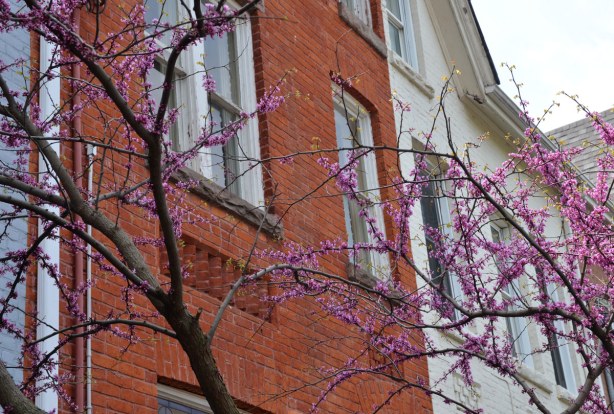 A tree with pink blossoms is growing in front of brick row houses, one red brick and one that has been painted light grey. 