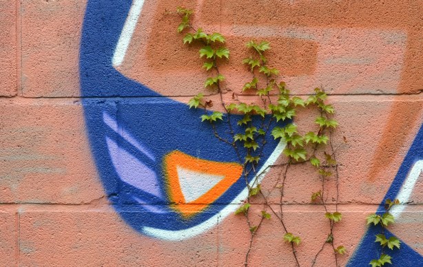 Ivy begins to grow again on a wall that has been painted with beige, blue and orange graffiti.   Close up picture of the graffiti so it looks like an abstract shape