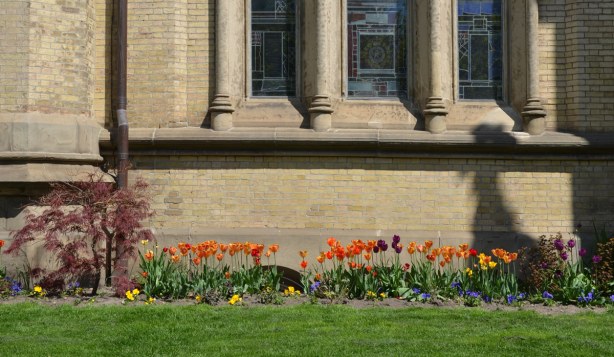A row of orange tulips growing in front of St. James cathedral.  Close up of the building so only part of one wall, with lower corner of a window, can be seen. 