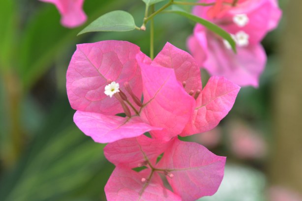 pink bouganvillea
