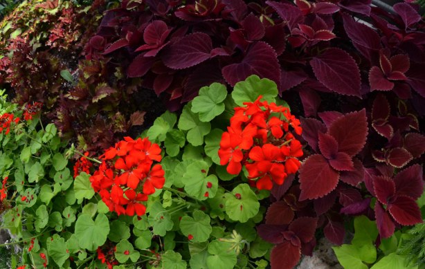 red geraniums