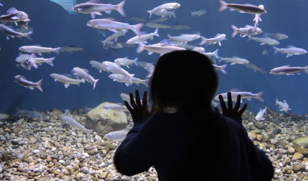 A girl is standing very close to one of the tanks at the aquarium, she has her hands open and on the glass. 