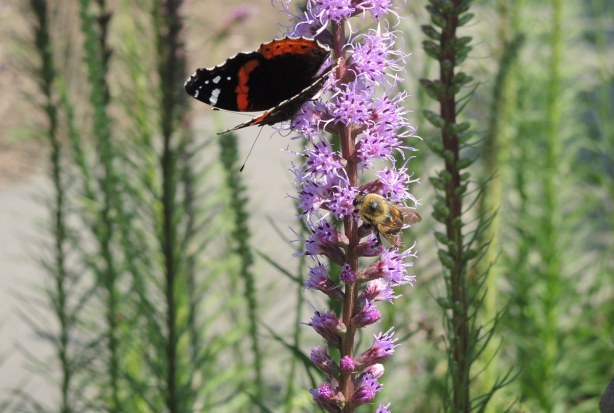 A bee and a butterfly on a tall upright light purple flower. 