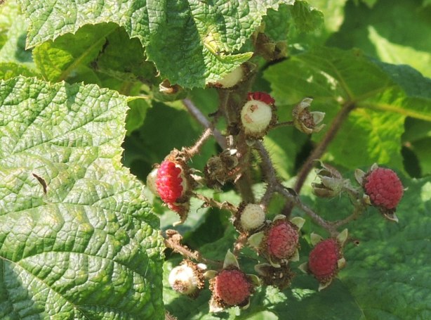 raspberries, not quite ripe, on a raspberry canes