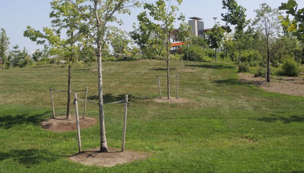 Newly planted trees surroounded by grass.