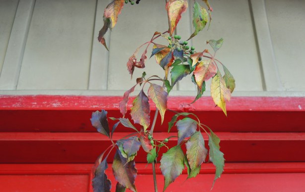Leaves in reds and purples are hanging in front of a red garage door - close up shot
