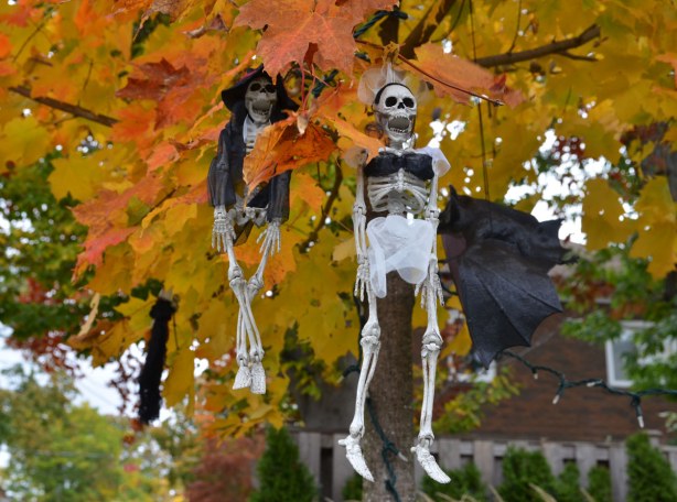 Skeletons hanging from branches of a tree in a frontyard.