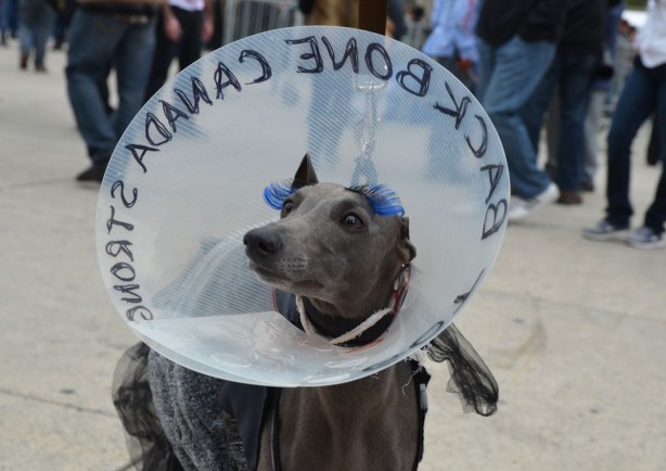 dog, zombie from Toronto zombie walk with a cone around it's head. 