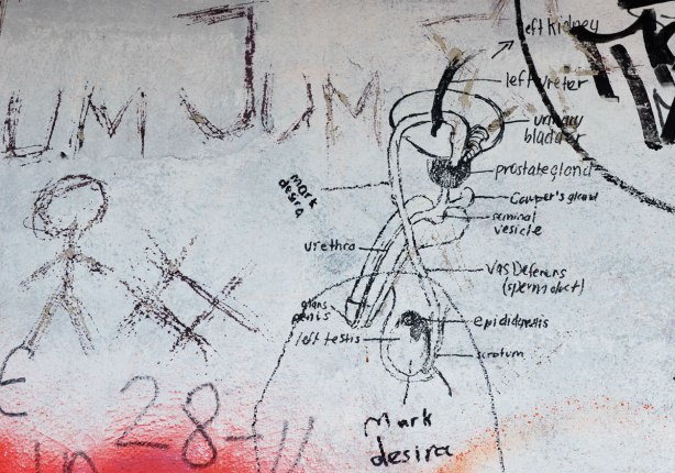 graffiti on a wall - black drawing on concrete of the male reproductive system, with labels