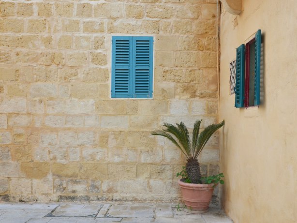 Potted palm plant growing in the corner. Two windows in the building both with bright blue shutters.