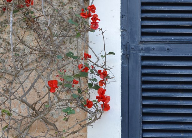 Part of a dark blue shutter on the right surrounded by a white window frame. On the left is a red bourganvillia flower plant growing up the side of a limestone building.