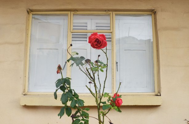 A window on a yellowish beige house. A rose bush is growing in front of the window.