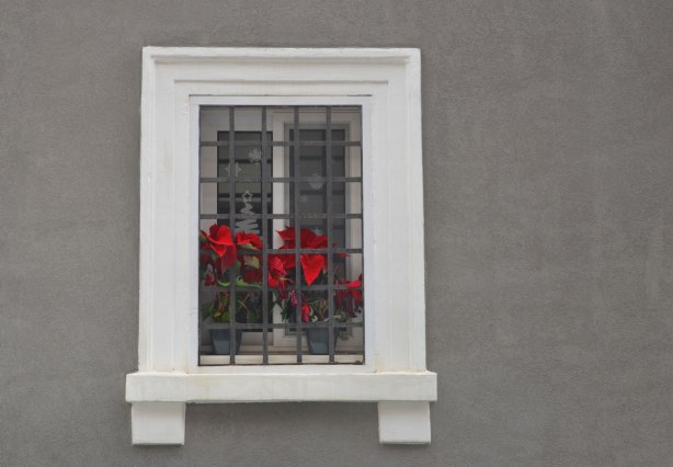 A window with a large white window frame on a dark grey wall. The window has metal bars on it. Between the bars and the glass are two red poinsettias.