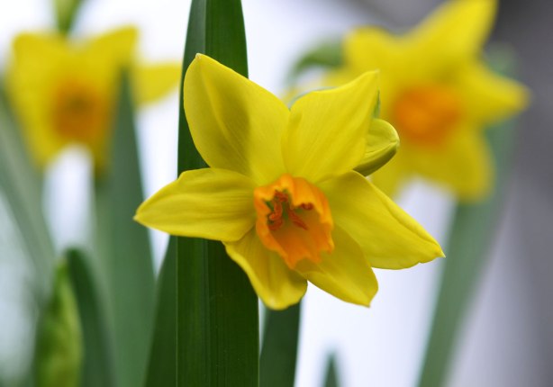 three yellow daffodils