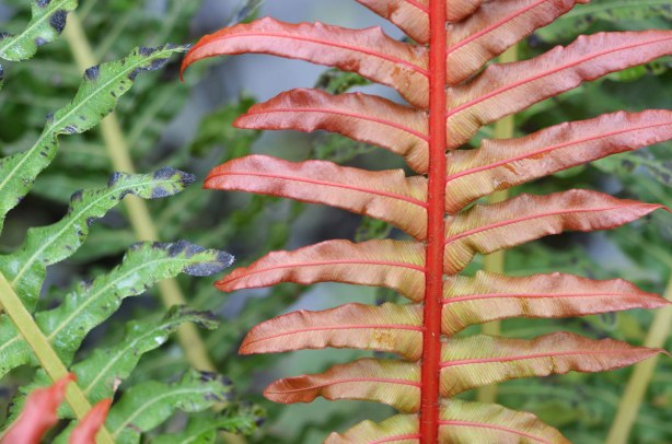fan shaped arrangement of fern fronds in green and red, Allan Gardens conservatory