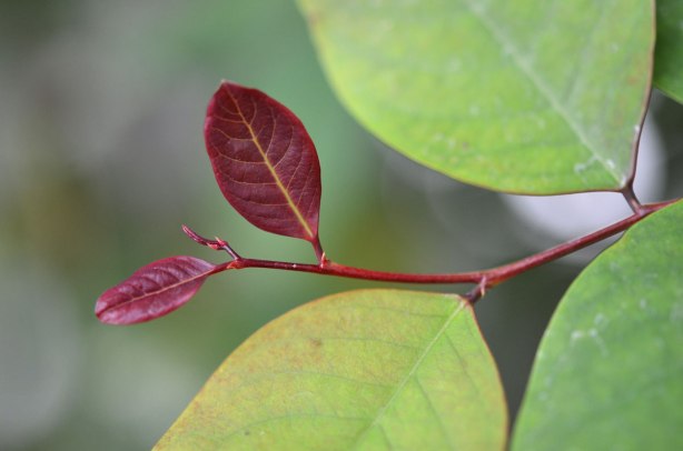 reddish coloured new growth on a green plant