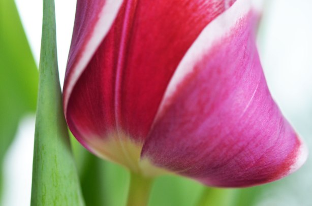close up shot of a dark pink and white tulip in bloom
