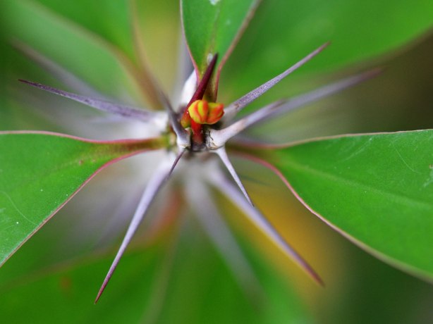 close up macro photo of a bud on the end of a thorny stem