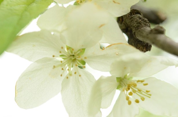 two white flowers in full bloom on a flowering tree