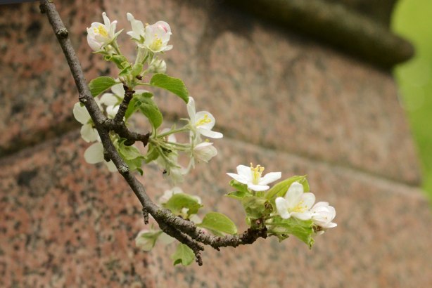 clusters of white blossoms on a branch of a tree with a brownish marble tombstone in the background 