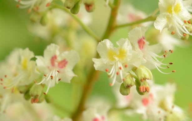 close up of the flowers of a horse chestnut tree.  Small white petals with pink and yellow markings, and large green seed pods. 