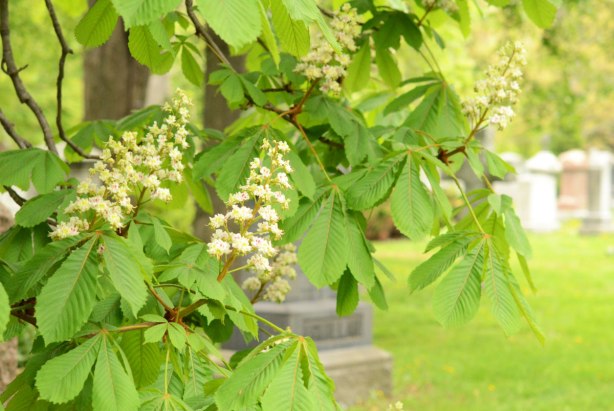 chestnut tree in bloom in a cemetery. 