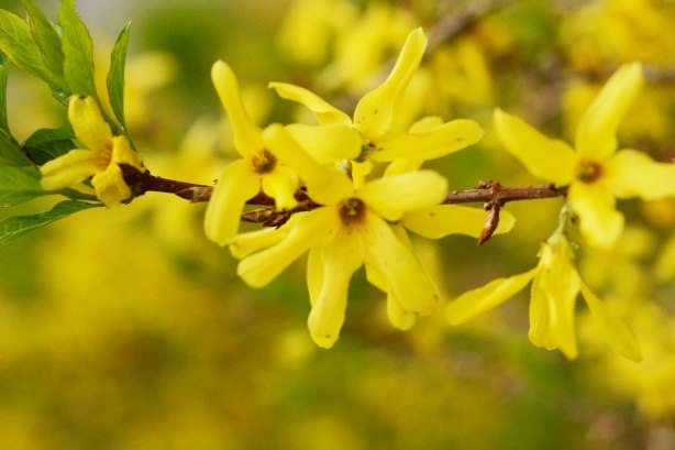 A branch of a forsythia bush with many little yellow flowers on it 