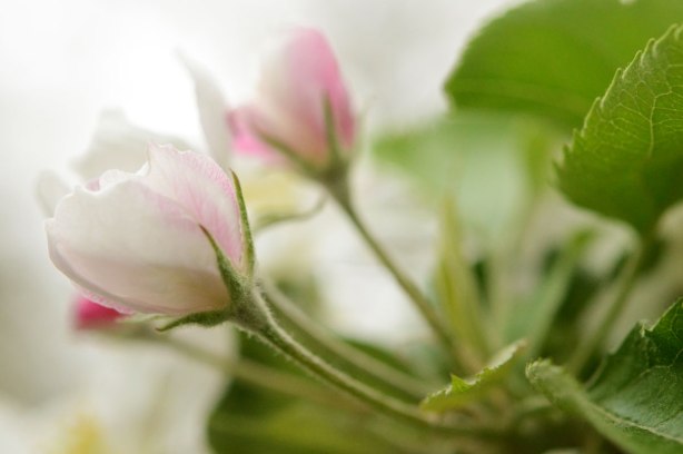 flowers partially open.  One bud is still closed and it is pink, when the flowers open they are white as the petals are white with pink tinges on the edges. 