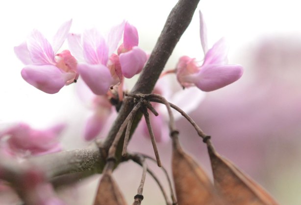 pinkish purple little flowers on a branch along with some dried brown pods left over from autumn.