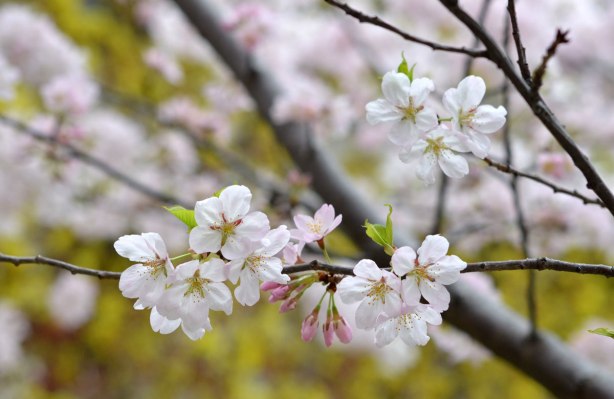 sakura, cherry blossoms, in full bloom - a branch laden with white flowers