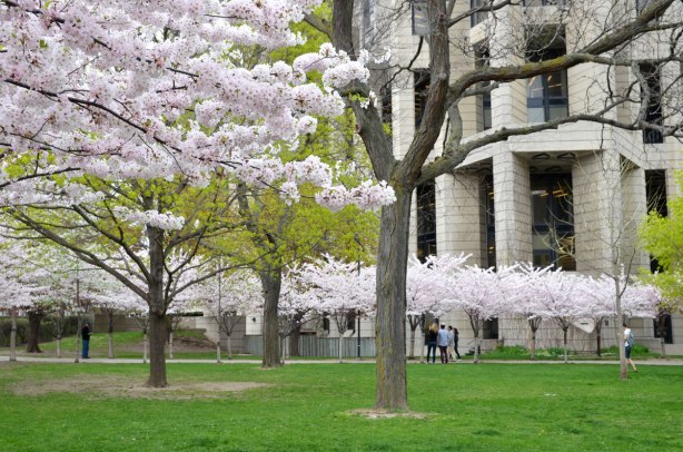 rows of cherry trees in blossom in front of the Robarts library, a large concrete building