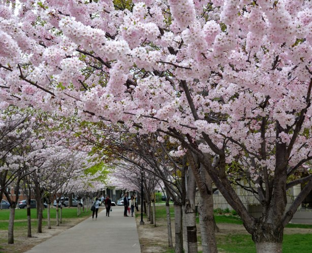 sakura, cherry blossoms, in full bloom - a pathway with a row of cherry trees on both sides.  The branches of the trees almost meet at the top to forma canopy of blossoms. 