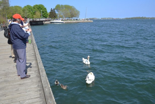 People on the waterfront boardwalk taking pictures of two swans and two ducks that are in the lake 
