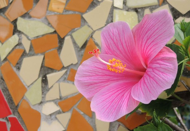 pink hibiscus flower in front of a beige and orange mosaic