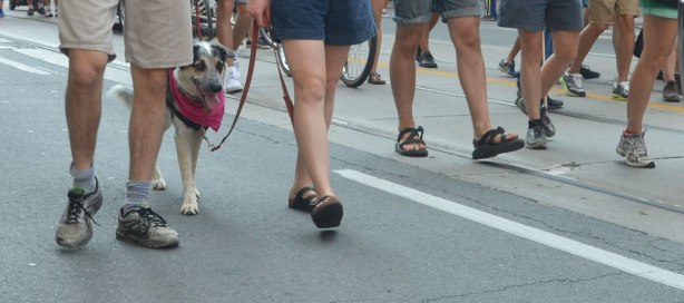 A dog has a pink bandana around his neck. He is with a group walking in a labour day parade although only their legs and feet show in the picture