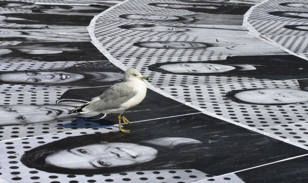 A seagull stands on photos of people that are glued to the concrete