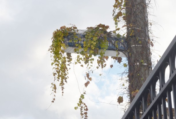 A Toronto street sign in blue and white that is covered with a vine